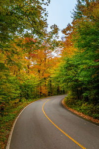 Road amidst trees