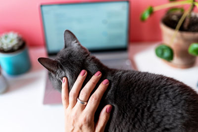 Close-up of hand holding cat at home