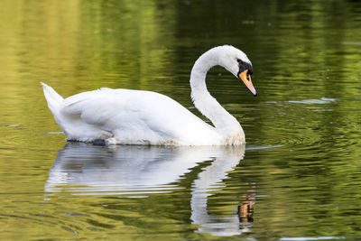 Swan swimming in lake