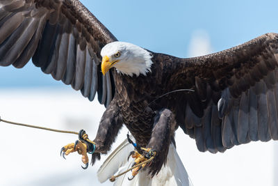 Close up of a bald eagle flying in a falconry demonstration.