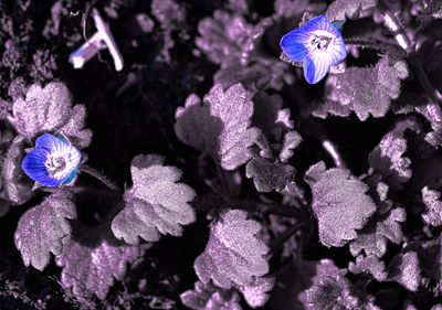 Close-up of flowers in aquarium