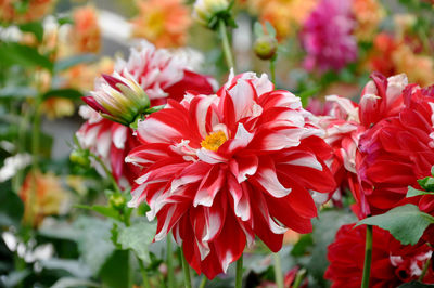 Close-up of red flowering plants