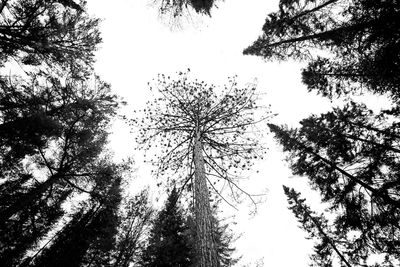 Low angle view of trees against sky