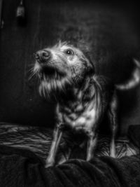 Close-up of dog