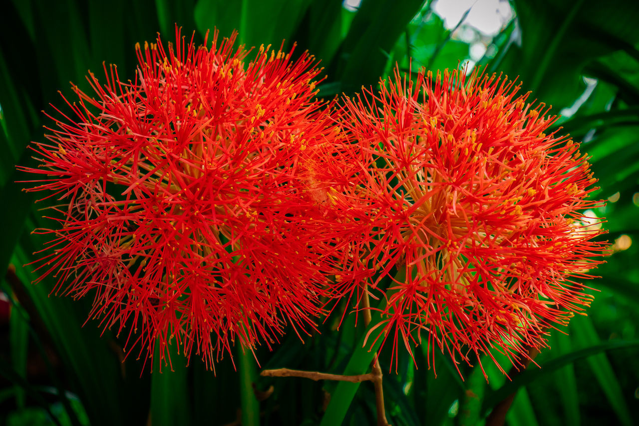 CLOSE-UP OF RED PLANTS