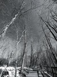 Bare trees on snow covered land