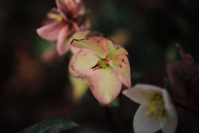 Close-up of flowers growing outdoors