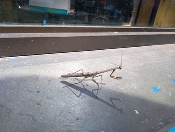 High angle view of insect on glass window