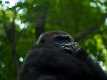 Monkey looking away