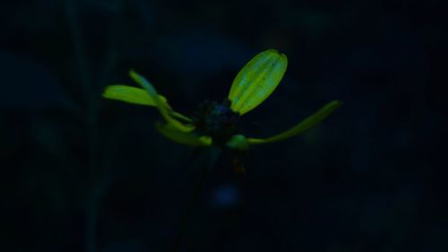 Close-up of green flower bud growing outdoors