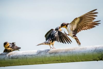 Barn swallows perching on railing against clear sky