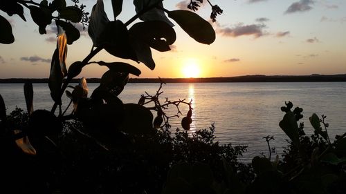 Silhouette tree by sea against sky during sunset