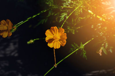 Close-up of yellow flowering plant