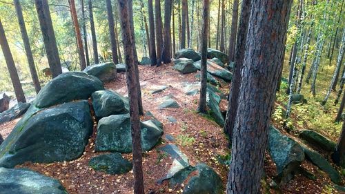 Trees in forest