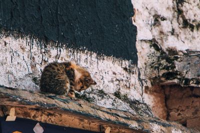 Close-up of cat