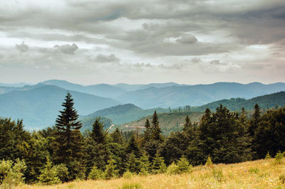 Pine trees in forest against sky