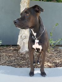 Dog looking away while standing outdoors