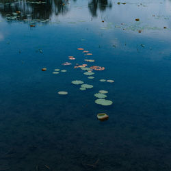 High angle view of leaf floating on lake