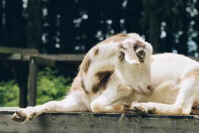 Portrait of goat sitting outdoors