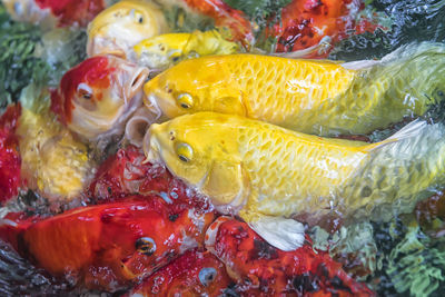 Close-up of fish in sea