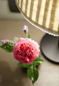 Close-up of rose bouquet