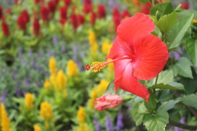 Close-up of red hibiscus flower