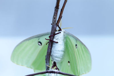 Female bright green luna moth actias luna in portland, maine.