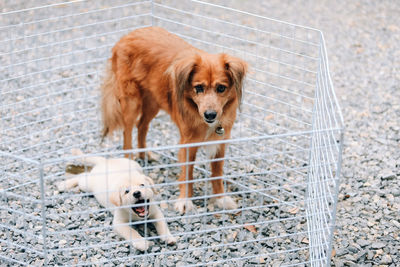 Portrait of puppy in cage