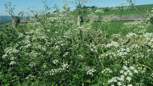 Plants growing on field against sky