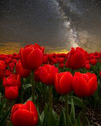 Close-up of red tulips on field against sky