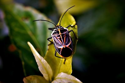 Close-up of madates limbata beetle on leaf