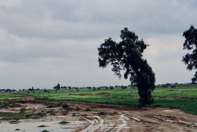 Trees on field against sky