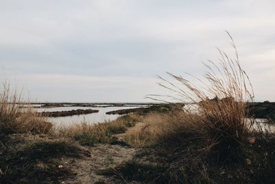 Footpath amidst bushes leading towards sea