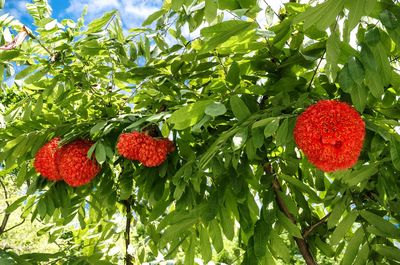 Close-up of red berries growing on tree