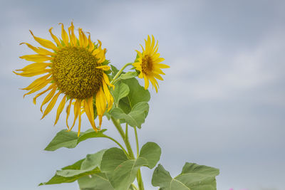 The sunflower has a backdrop in the sky.