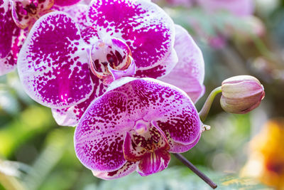 Close-up of pink orchid flower