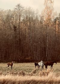 Horses grazing in a field