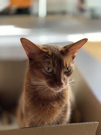 Close-up portrait of cat on table