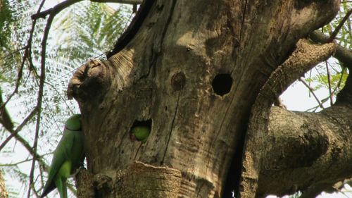 Low angle view of tree trunk