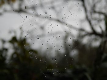 Close-up of wet spider web