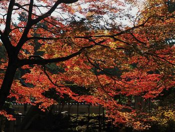 Low angle view of red flowers on tree