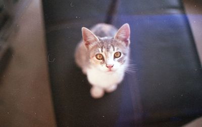 High angle portrait of cat at home