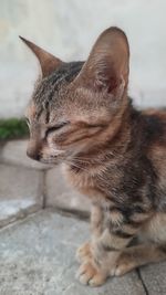 Close-up of a cat looking away