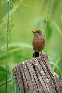 Close-up of bird perching on wood