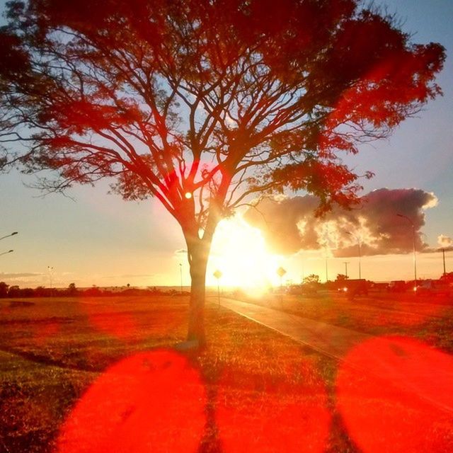 tree, sunset, sun, orange color, tranquility, sunlight, tranquil scene, landscape, scenics, nature, beauty in nature, lens flare, sky, field, sunbeam, red, growth, idyllic, grass, outdoors