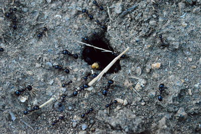 High angle view of crab on rock