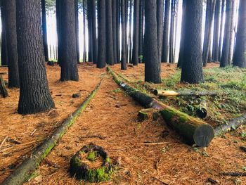 Trees growing in forest