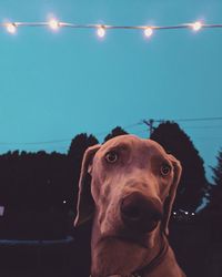 Close-up portrait of dog against illuminated sky