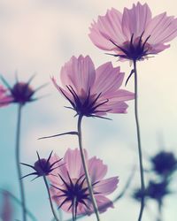 Close-up of pink cosmos flower