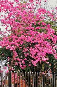 Pink flowers blooming on tree